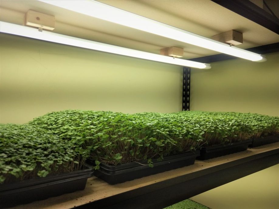 Brian Turner of Happy Sprouts Farms has converted his entire grow space to GroBar lighting, groundbreaking horticultural LED technology by VividGro.